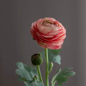 Blomst - Ranunkel H50cm Rosa